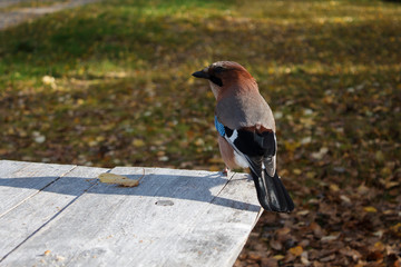 an adult forest Jay sits on a wooden table