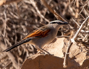 bird on branch