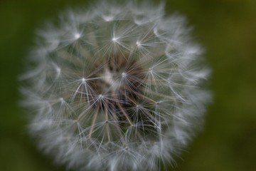 dandelion on black background