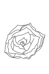 Graphical black and white rose bud, sketch, isolated on a white background. Illustration image