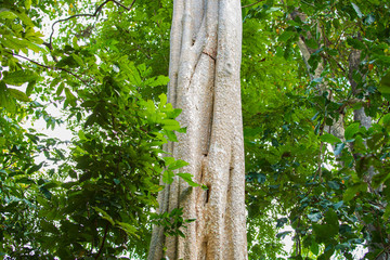 Fototapeta premium Texture of the tree trunk, Large tree trunk,Big trees in the forest,Forest landscape