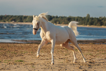 Beautiful white horse with long mane run gallop across background of the sea beach