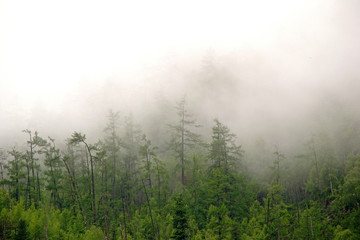A dense gloomy thick fog over a pine coniferous forest growing on a mountainside