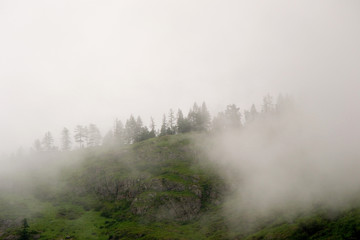 Fototapeta na wymiar A dense gloomy thick fog over a pine coniferous forest growing on a mountainside