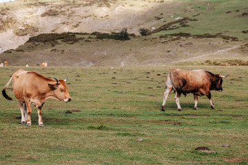 Vacas y toro, ganado en los Lagos de Covadonga Asturias, Montañas de España