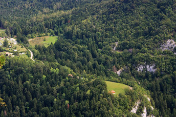 Hill covered with pine forest