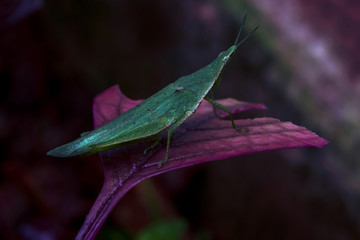 Green grasshopper on violet leaf