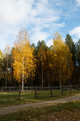 autumn forest with yellow birch leaves