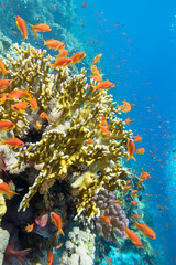 Fototapeta na wymiar Colorful coral reef at the bottom of tropical sea, yellow fire coral and anthias fishes, underwater landscape.
