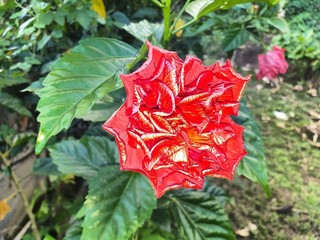 red rose on green background