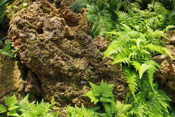 green fern on the rock for nature background