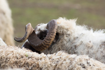 Portrait of big horned Ram