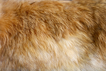 Fototapeta na wymiar close up brown rabbit skin for texture and pattern.