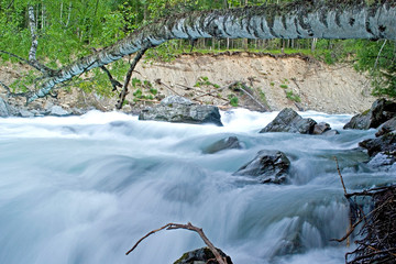 A fast river flows with a birch, dangerously hanging over the stream. A wild river with a high bank and a meste of stones in the riverbed. A picture on a long exposure. Kuragan River, Altai