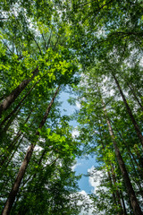 Fototapeta premium Forest