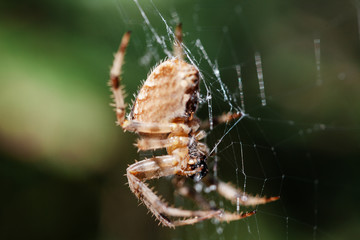 Araña 