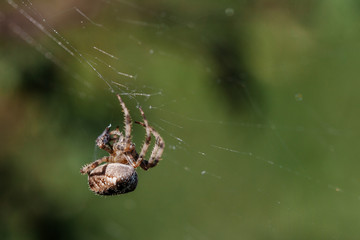Araña 