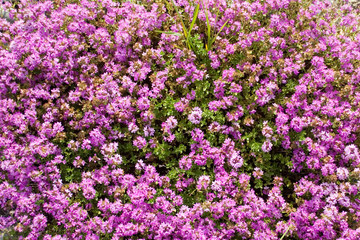 Fototapeta premium A photo with many small pink purple flowers on the whole screen