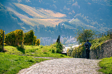 Path through a Vine yard at the river Moselle near Bernkastel-Kues, Germany