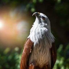 The brahminy kite (Haliastur indus),