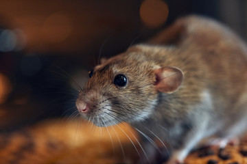 2020 year of the rat