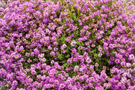 A photo with many small pink purple flowers on the whole screen