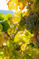 white ripen vinegrapes in the vineyard in autumn in opposite light