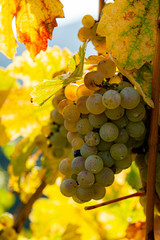 white ripen vinegrapes in the vineyard in autumn in opposite light