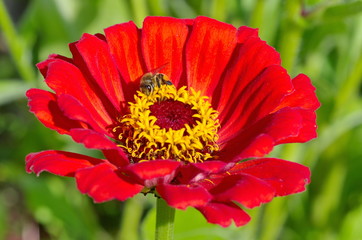A bee collects nectar on a zinnia flower