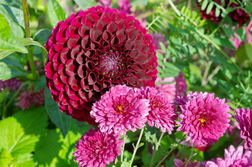 Chrysanthemums and dahlia in the summer garden