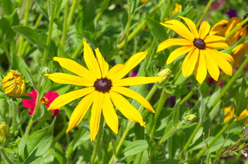 Yellow Rudbeckia blooms in the summer garden