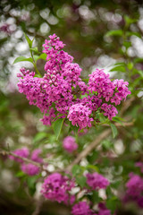 Obraz premium Beautiful Branch of Spring Lilac close-up, selective focus.