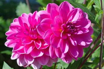 Obraz premium pink flower in the garden