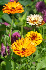 Flowering Calendula officinalis in the summer garden