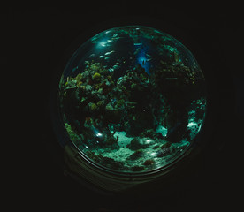 fish tank on black background 