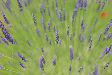 信州音楽村のラベンダー