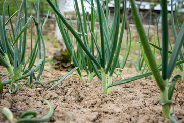 Spring green onions planted in the ground.