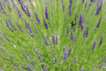 信州音楽村のラベンダー