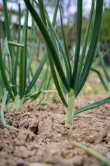 Spring green onions planted in the ground.