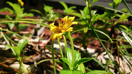 A bee searching for nectar in a blooming Flower at Bandung 