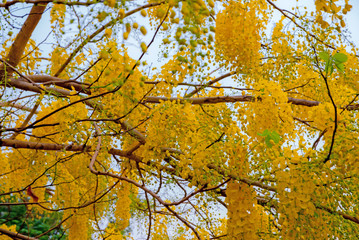 Cassia fistula, Cassia fistula from Thailand country