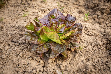Red leaf lettuce on garden bed in vegetable field in Bulgaria. Lactuca sativa leaves, closeup. Leaf Lettuce plantation.