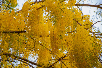 Cassia fistula, Cassia fistula from Thailand country