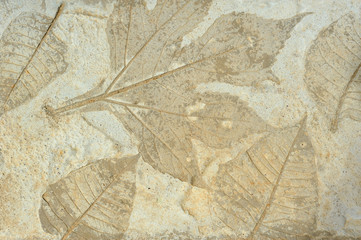 leaves cement  texture backgound © yOs