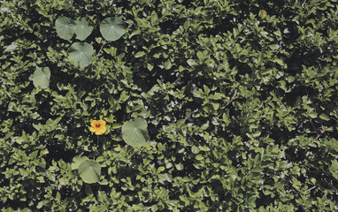 Nature green leaves pattern background with single  yellow wild flower.Simplicity leaves wall background,color toned.