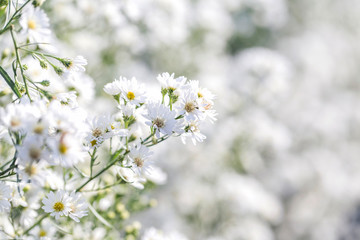 Beautiful White Michaelmas Daisy flowers in soft style for nature scene background