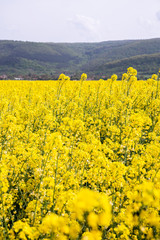 Yellow field rapeseed in bloom in Bulgaria.