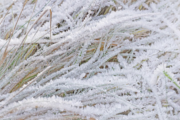 Grass covered with frost in the autumn