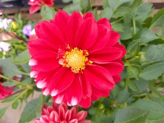 Fototapeta premium 園芸店の屋外で咲いていた赤いダリア