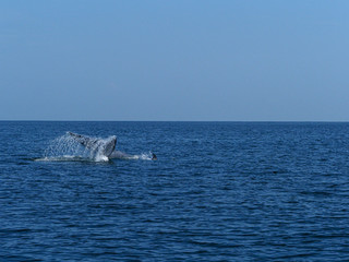 Fototapeta premium bruda tale in Thailand gulf